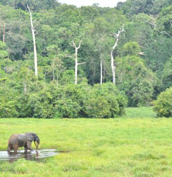 Poachers Turned Wildlife Defenders in the DRC