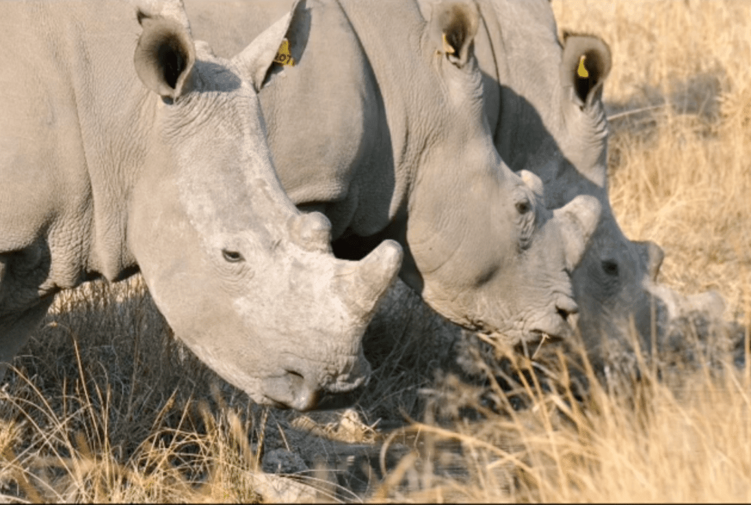 Dambari rhino