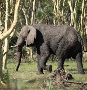 Building Harmony Between Elephants and People