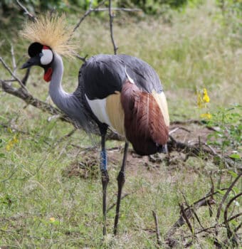 Soaring Numbers for Grey Crowned Cranes