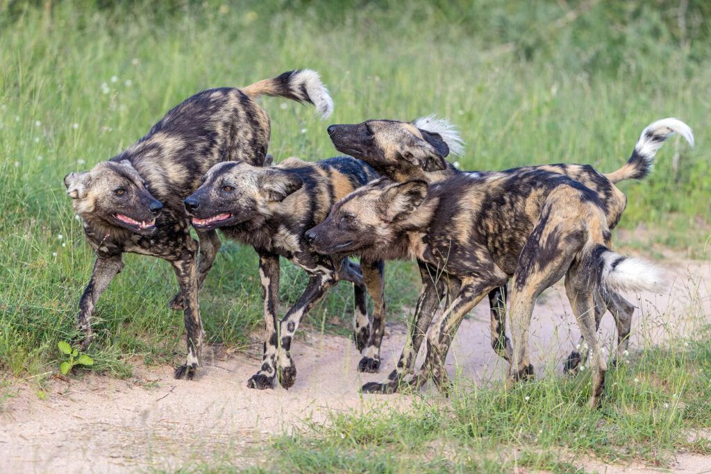 Painted Dogs (Susan McConnell)