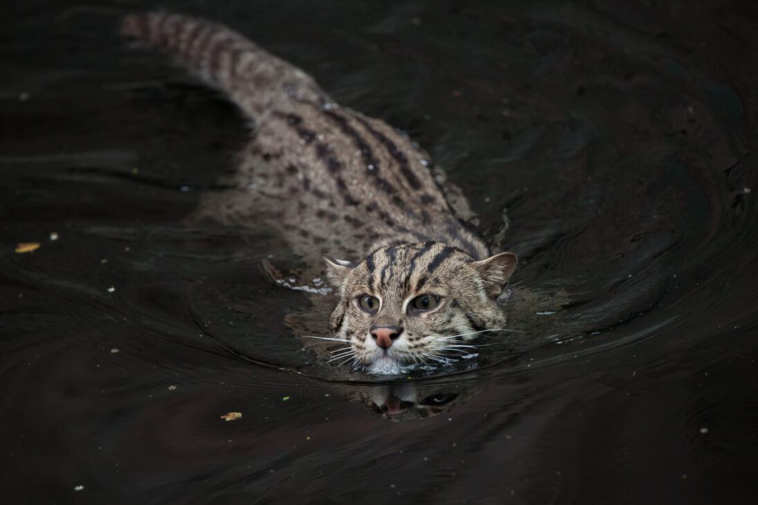 Fishing cat (free to use)