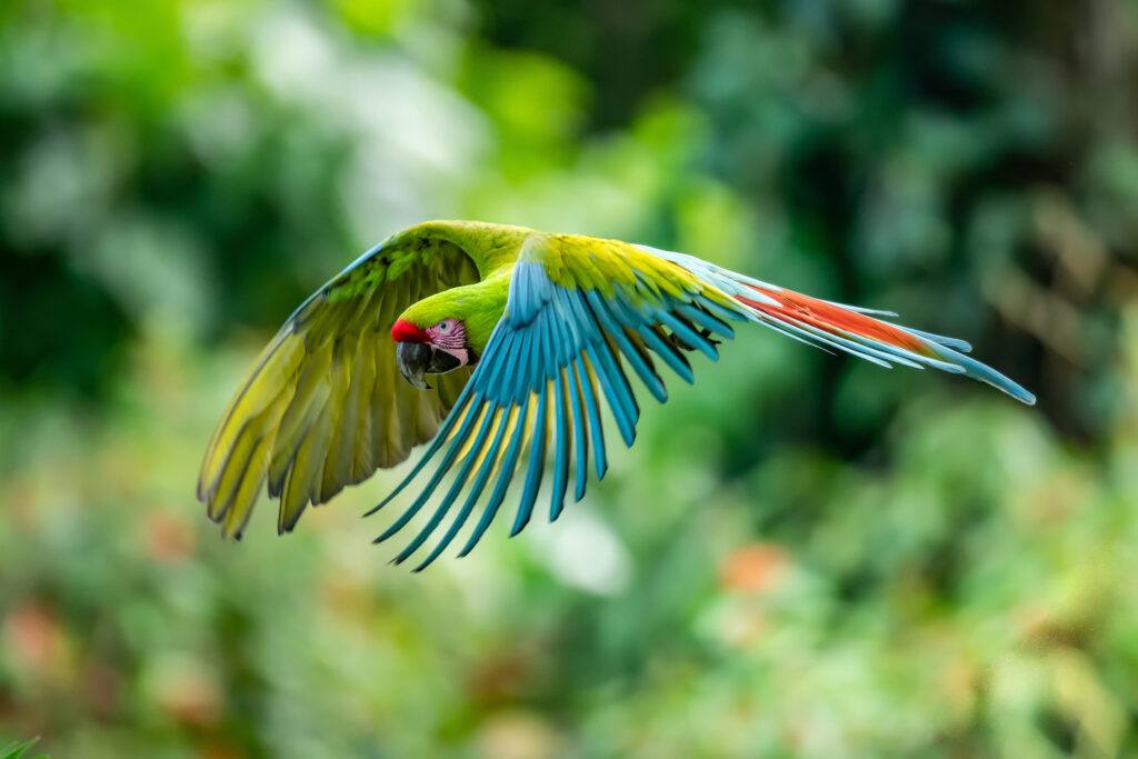 Great Green Macaw (Corey Raffel)