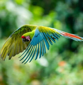 Finding Answers for Great Green Macaws