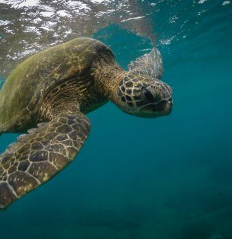Clearing the Way for Sea Turtles
