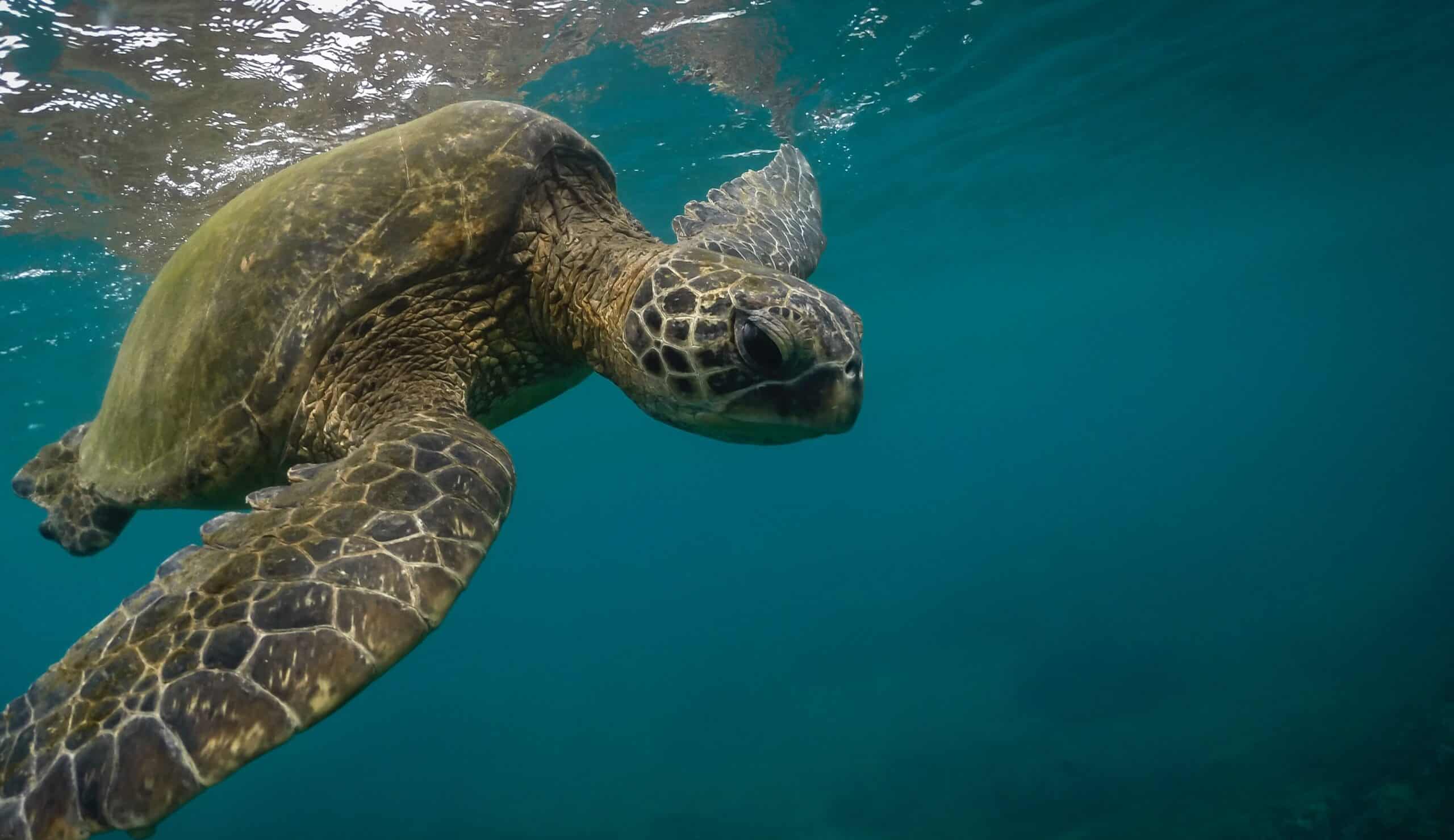 Clearing the Way for Sea Turtles - Wildlife Conservation Network