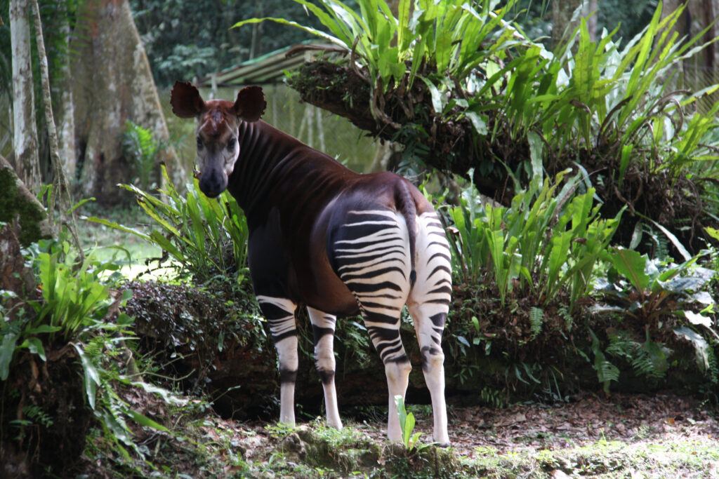 Okapi in forest (OCP)