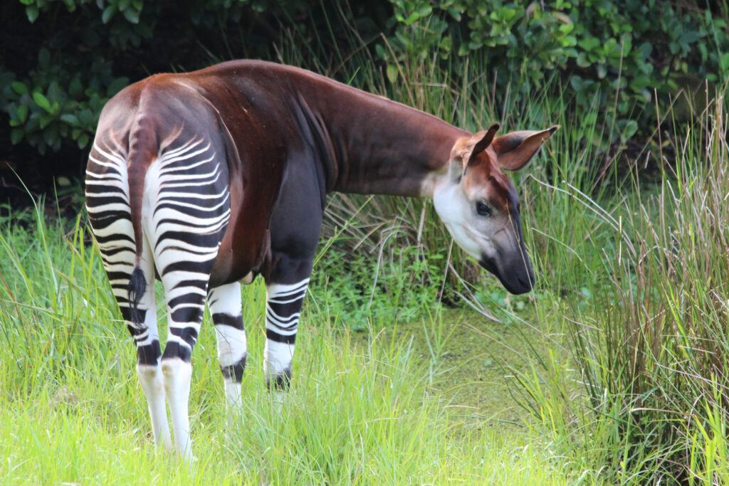 A United Front Against Okapi Trafficking - Wildlife Conservation Network