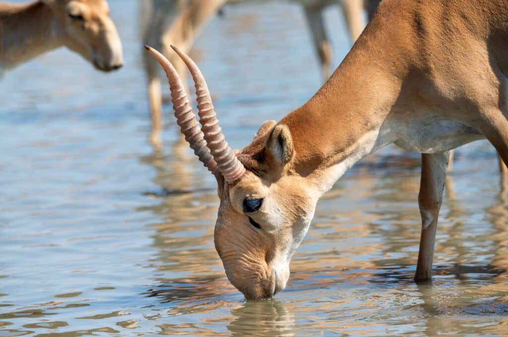 Saiga Antelope (Oskanov)