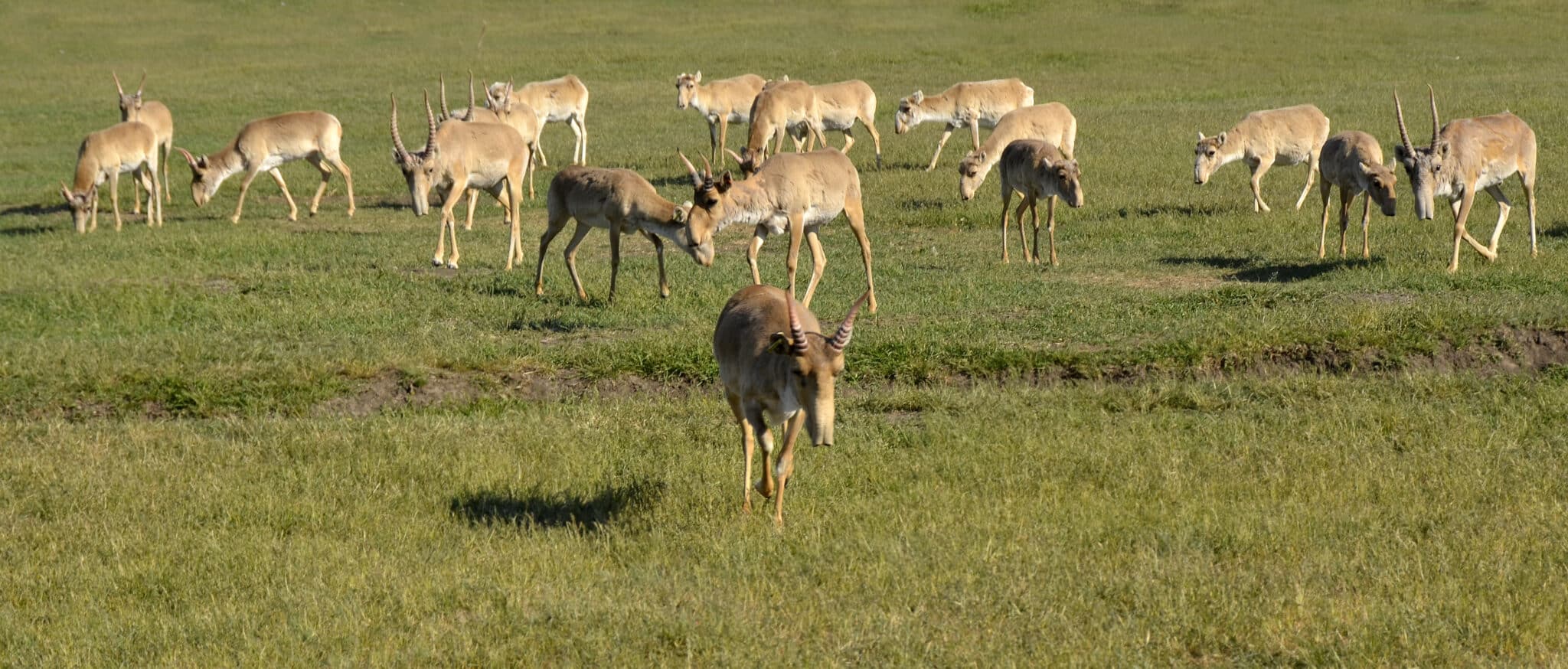 Protecting Saiga in Wartime - Wildlife Conservation Network