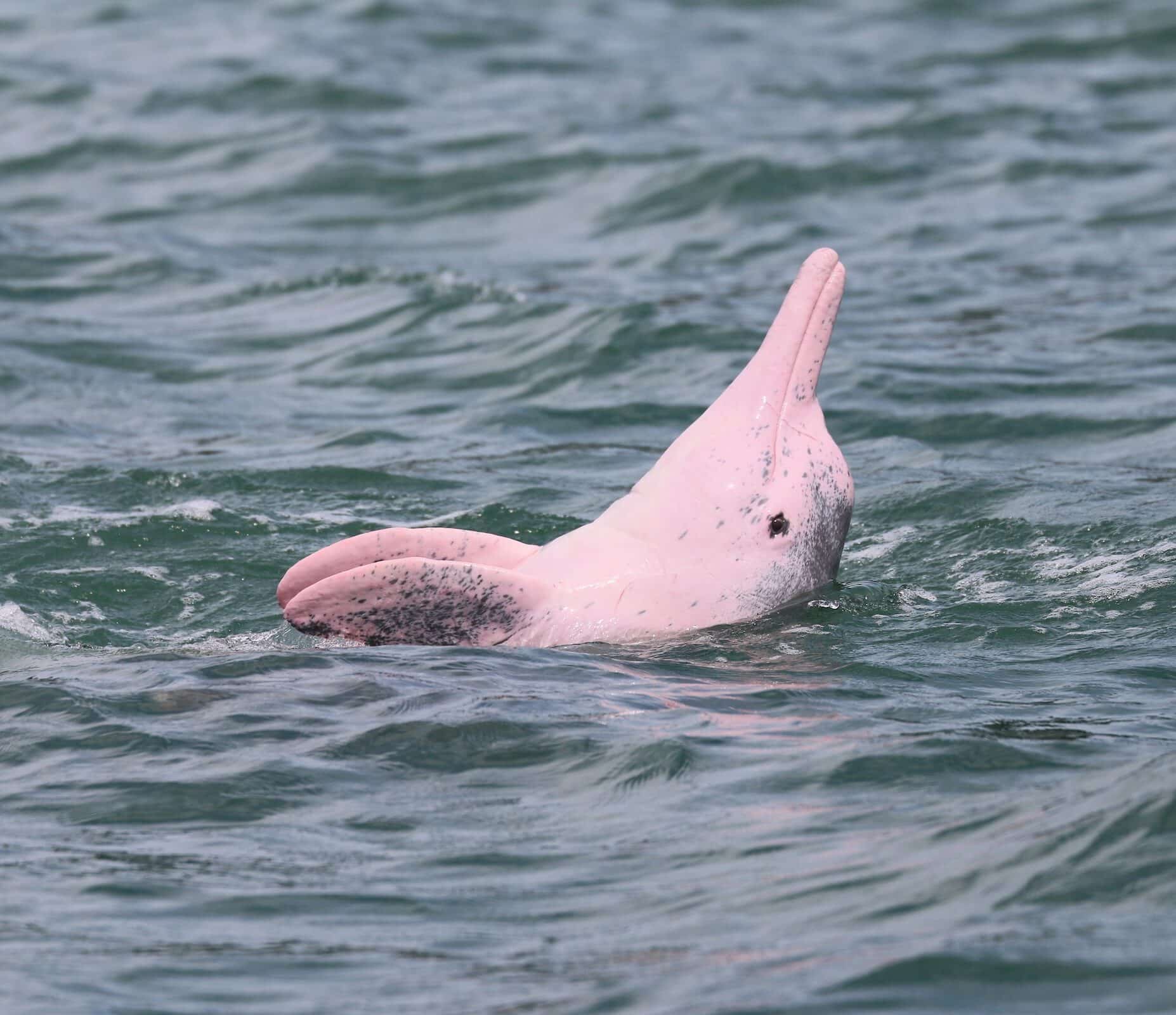 Dolphins and Dugongs - Wildlife Conservation Network