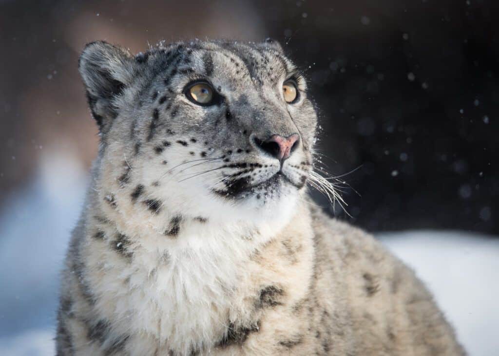 Snow Leopard (Beth Baisch)