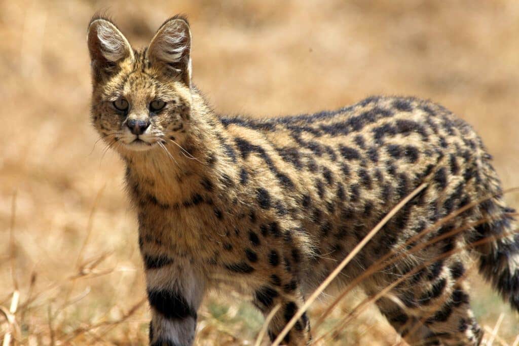 Serval (Thierry Grobet)