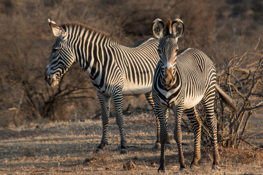 Two Grevy's zebras