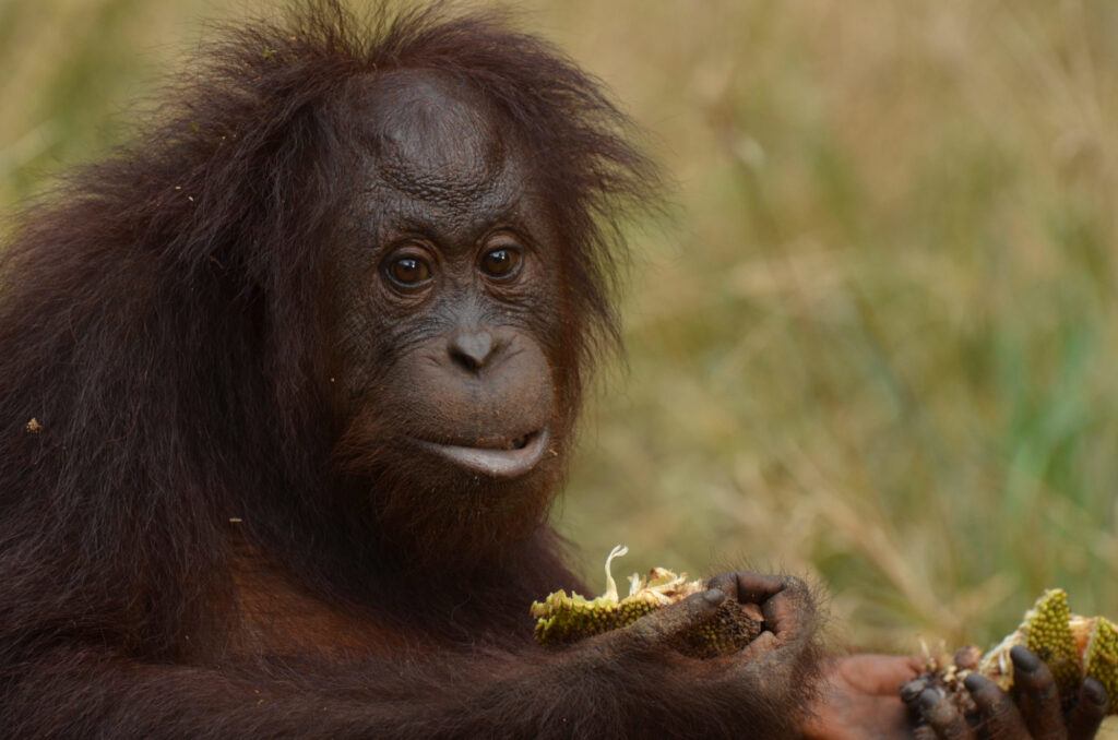 Orangutan (credit Hutan)