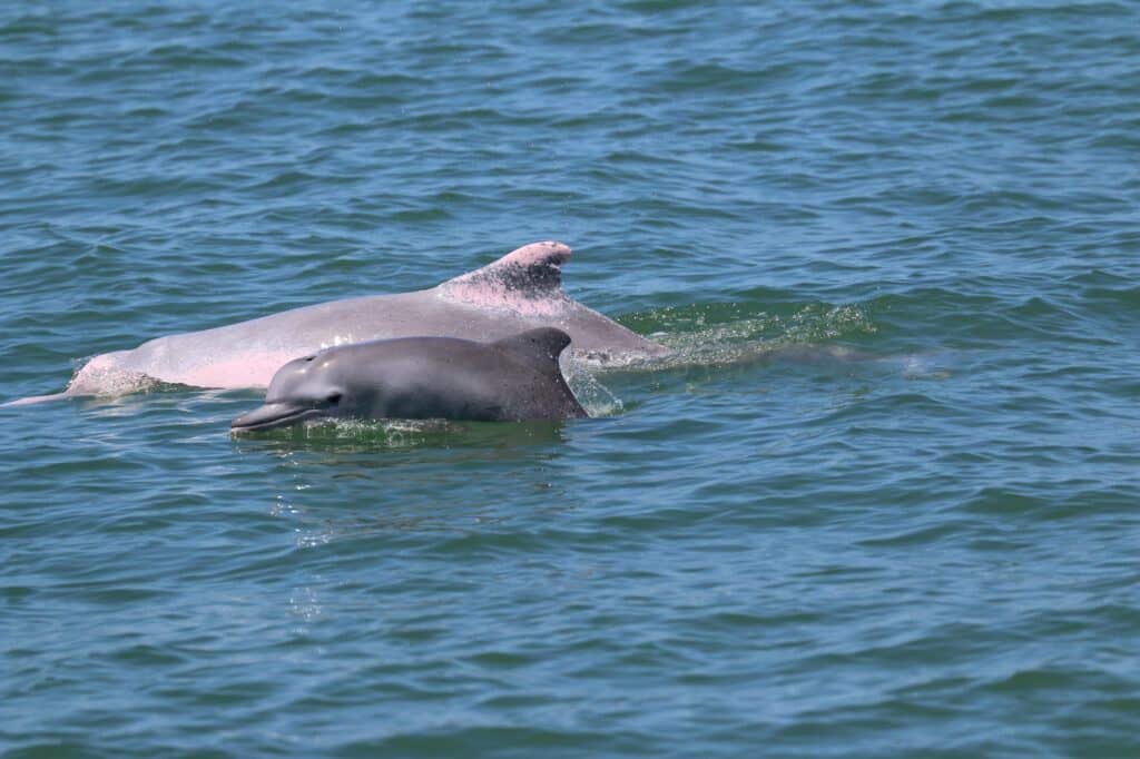Indo-Pacific humpback dolphin (MareCet)