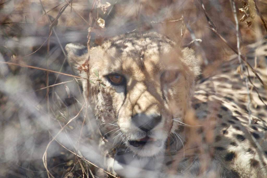 cheetah close up (Lucas Meers)