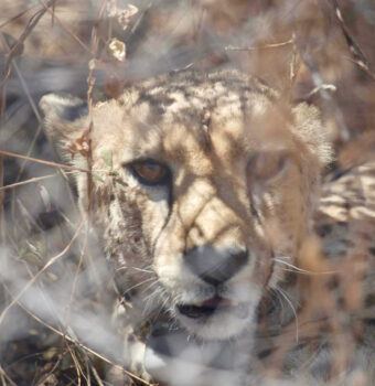 Restoring Peace Between Cheetahs and Farmers