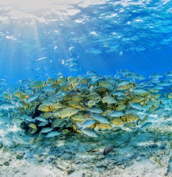Guiding the Recovery of Belize’s Marine Life
