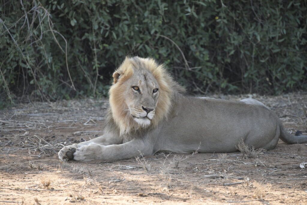 male lion (Ewaso Lions)