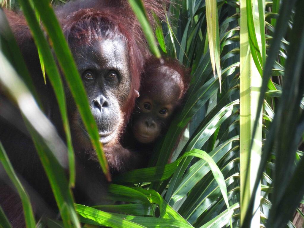Orangutan_baby_palm (Hutan)