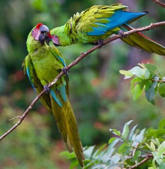 New Heights for Great Green Macaws