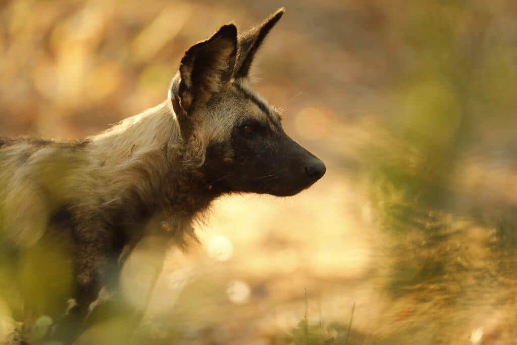 Painted Dog (Peter Lindsey)