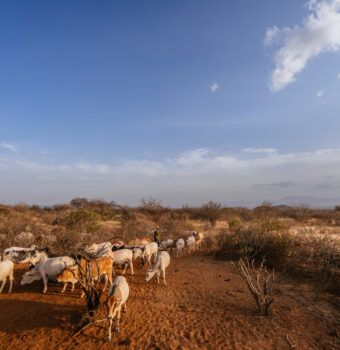 Using Livestock to Restore Kenya’s Rangelands