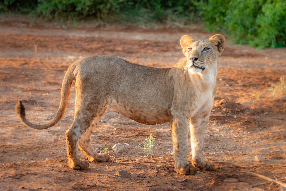 A lion in Samburu, Kenya