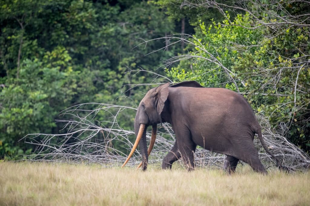 forest elephant in Gabon