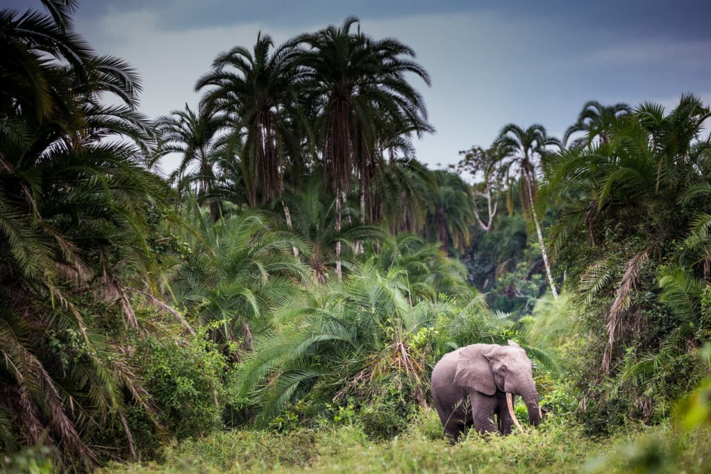 Forest elephant - Odzala National Park - Republic of the Congo