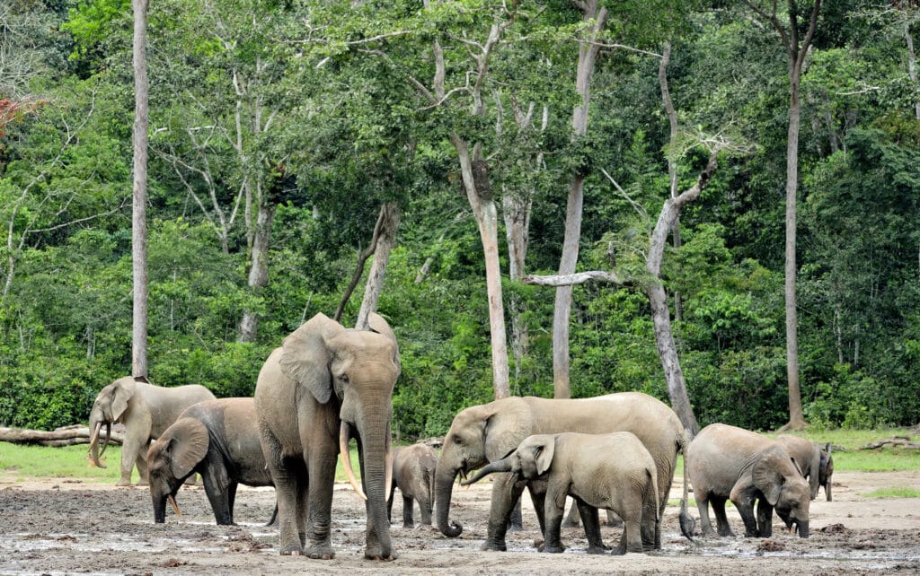 Forest Elephants (Sergey Uryadnikov)