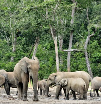Elephant Conservation Helps Fight Climate Change