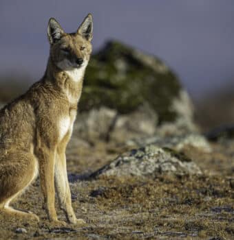 Guardians of the Simien Wolves