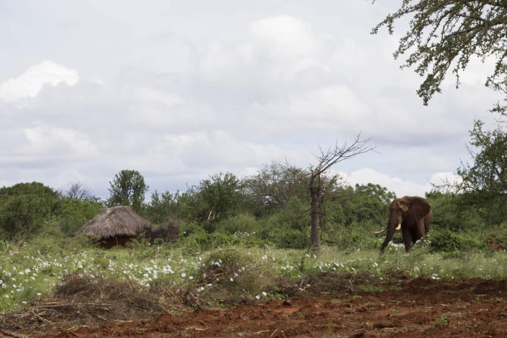 Elephants near farm a protected by beehive fence in Sagalla, Kenya