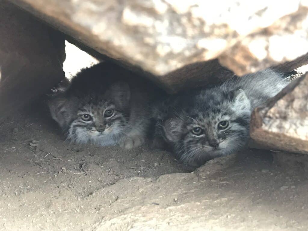 manul pallas' cat kittens Mongolia