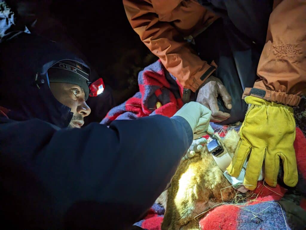 Ethiopian Wolf Conservation Program collaring a wolf