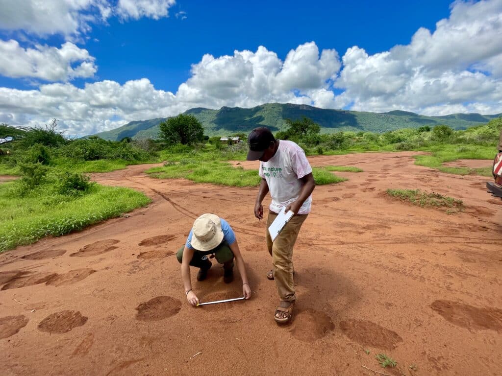 Save the Elephants staff measuring elephant tracks near farms in Kenya