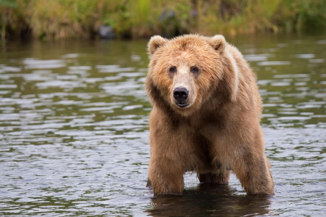 Grizzly bear - Montana