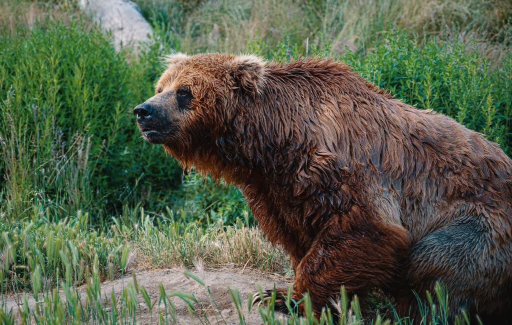 Grizzly Bear (Brett Sayles)