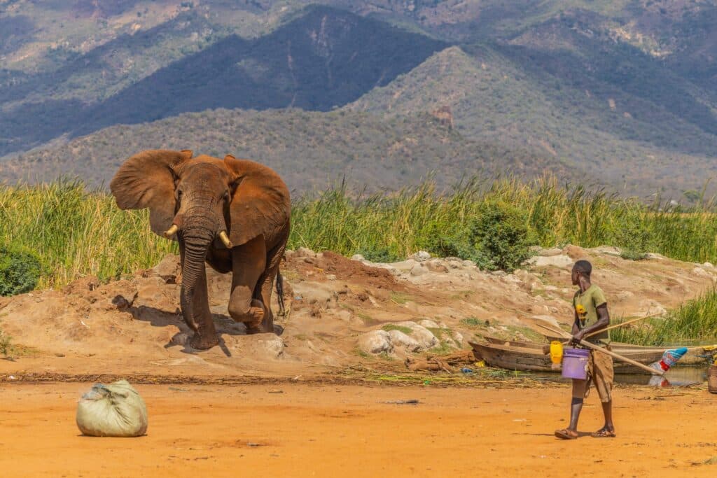 elephant kenya coexistence community