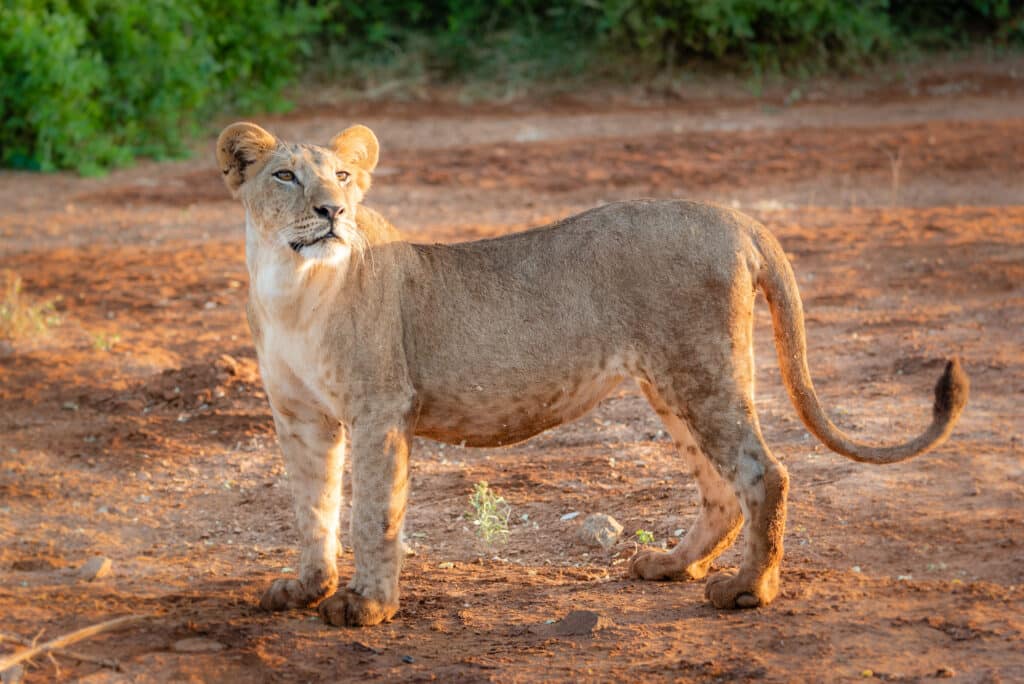 One of Naramat's cubs - Ewaso Lions