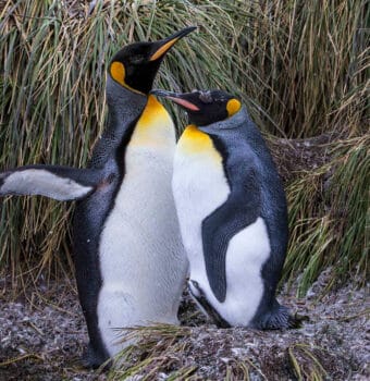 Climate Change Threatens Antarctica's Emperor Penguins