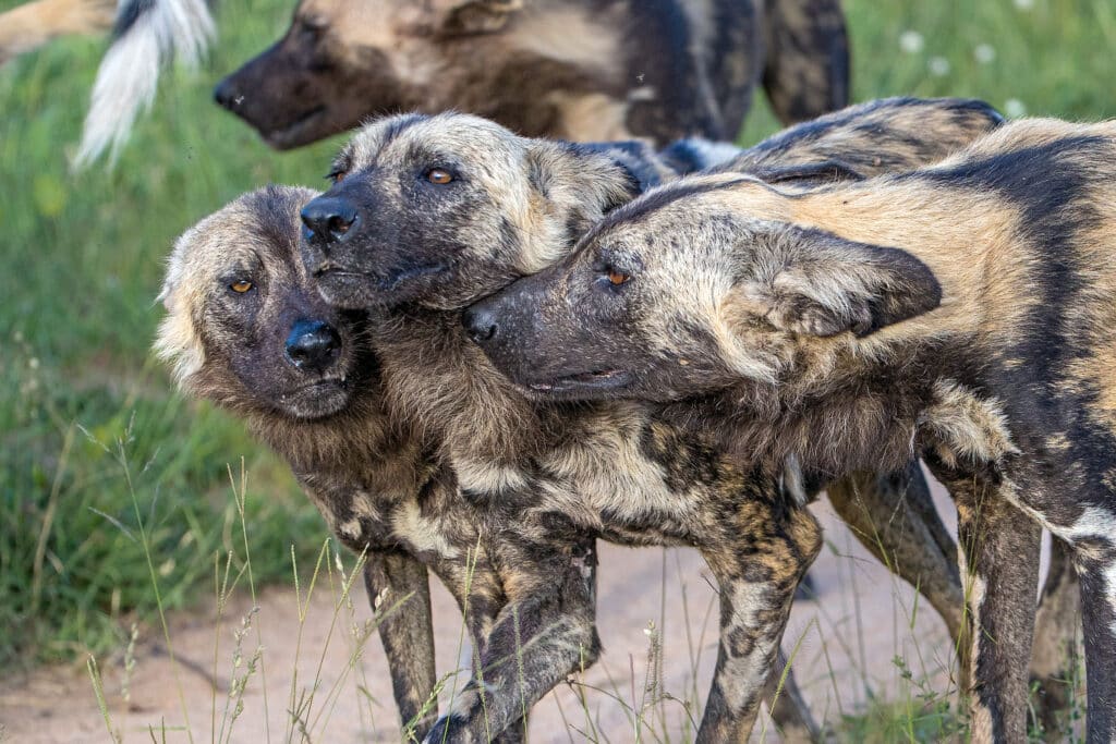 close up of painted dogs