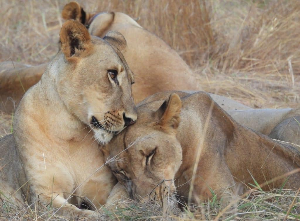 Niassa Reserve Lions _ (credit NLP)