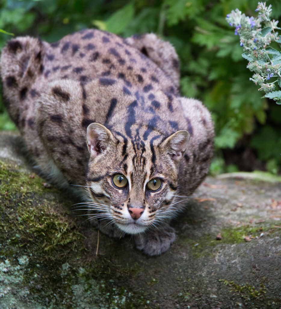 Absolving India's Fishing Cats - Wildlife Conservation Network