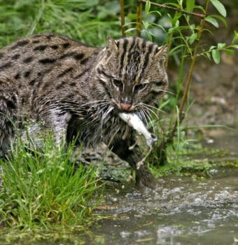 Absolving India’s Fishing Cats