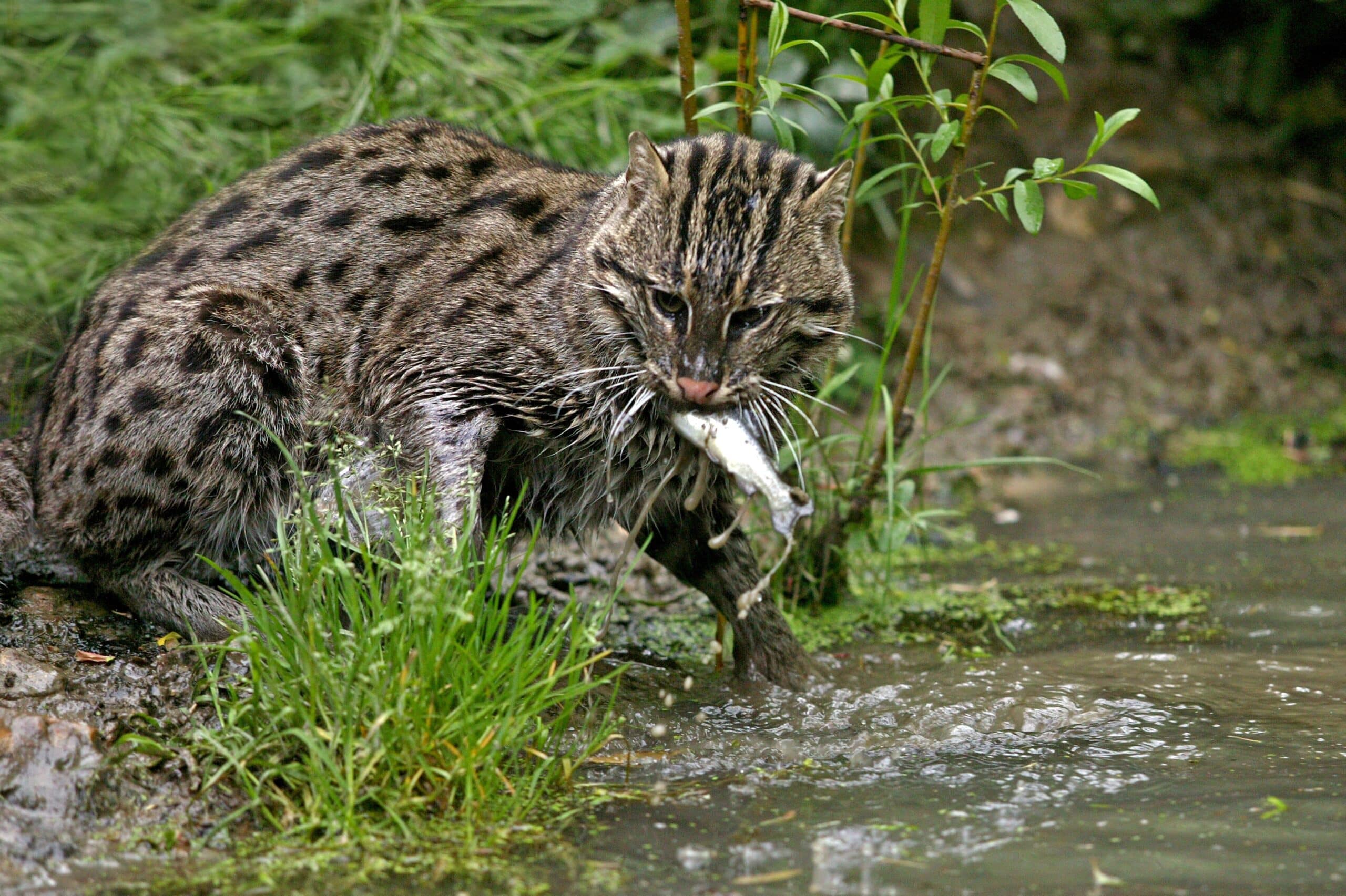 Fishing cat Conservation Case Study