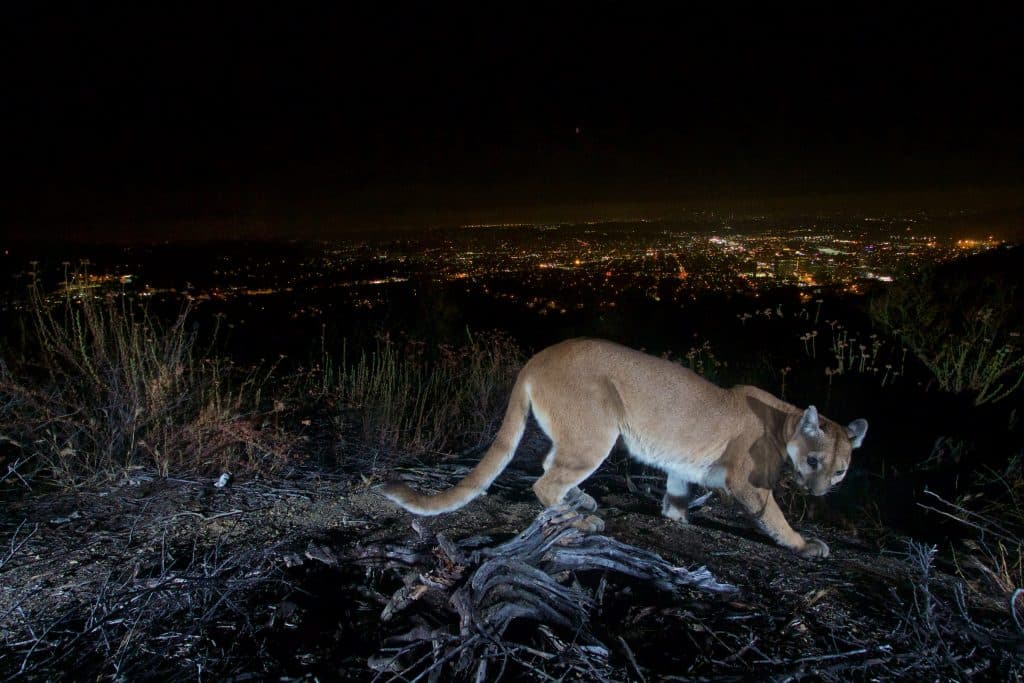 puma mountain lion Los Angeles