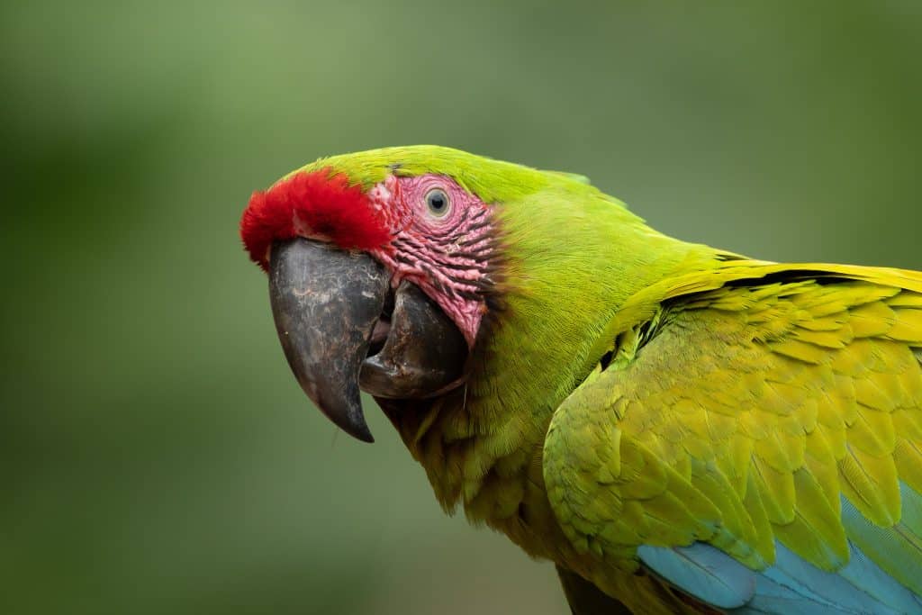 great green macaw (Corey Raffel)